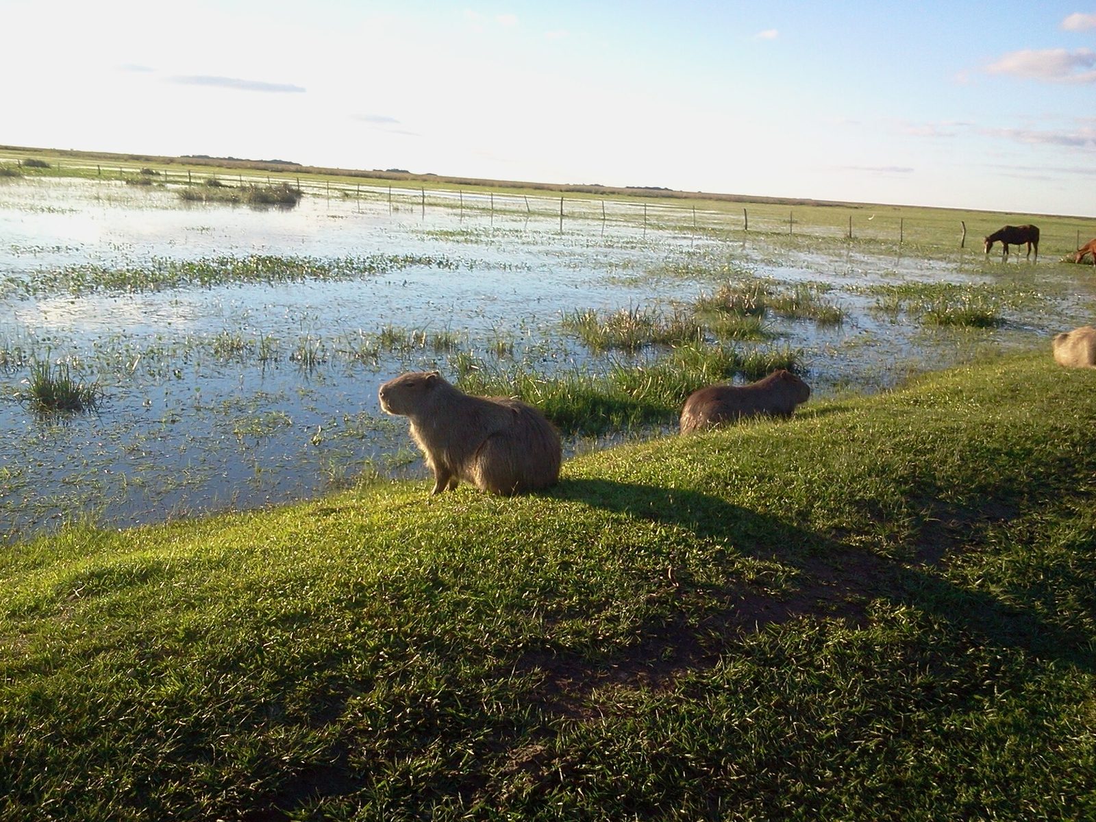 Capybaras resting on a grassy bank beside a flooded field, with a horse grazing in the distance