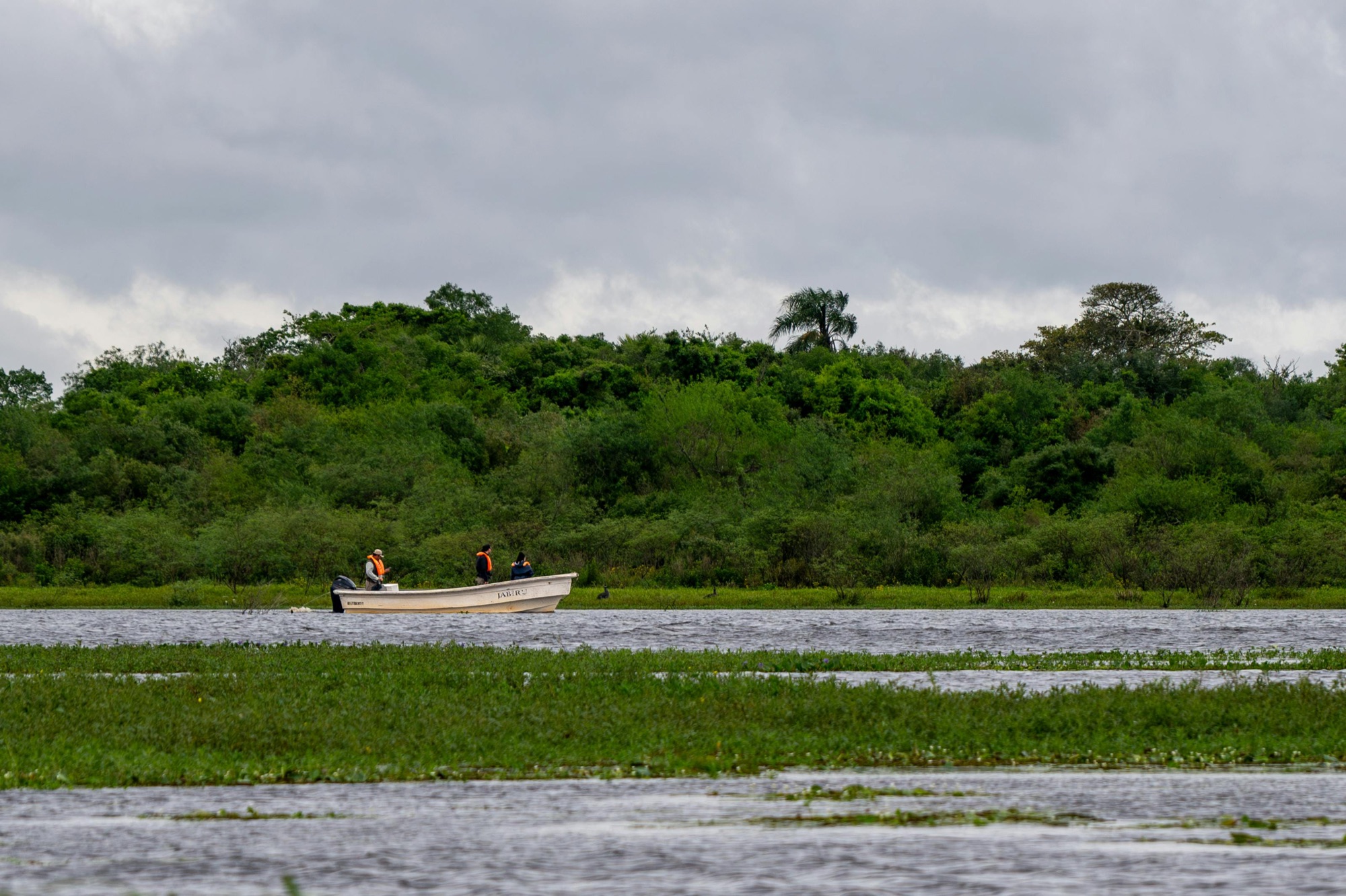 The Iberá Boat Safari: What It Is Actually Like