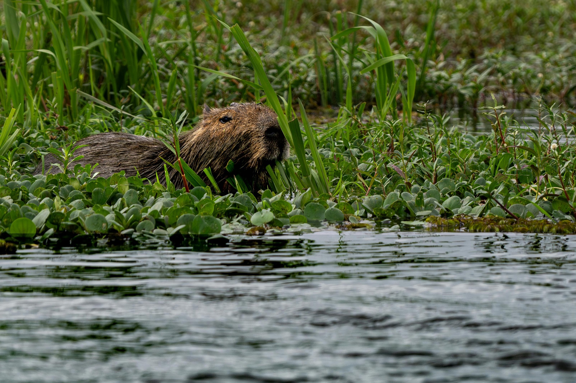 Kayaking the Iberá Wetlands: Where, When and How