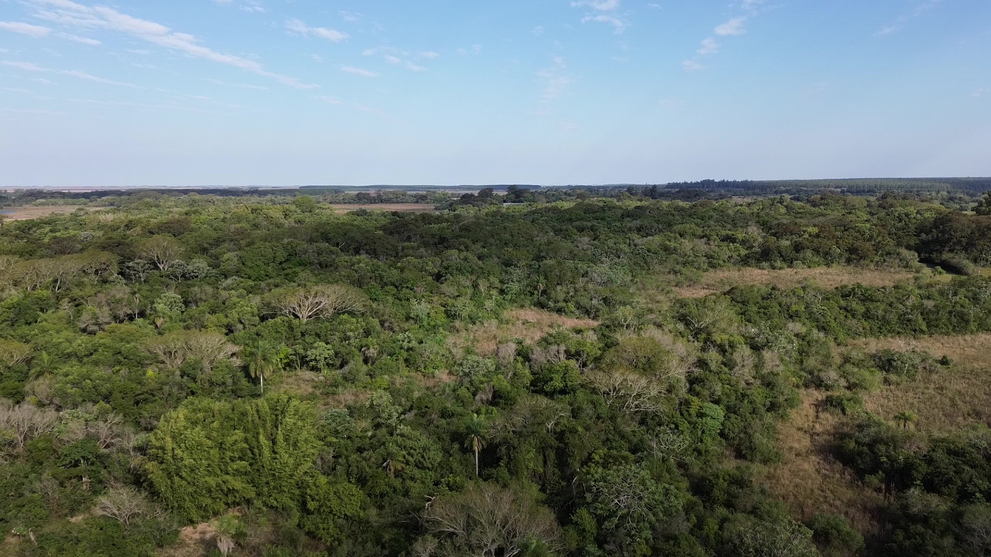 Aerial view of gallery forest and marsh stretching to the horizon in the Iberá Wetlands