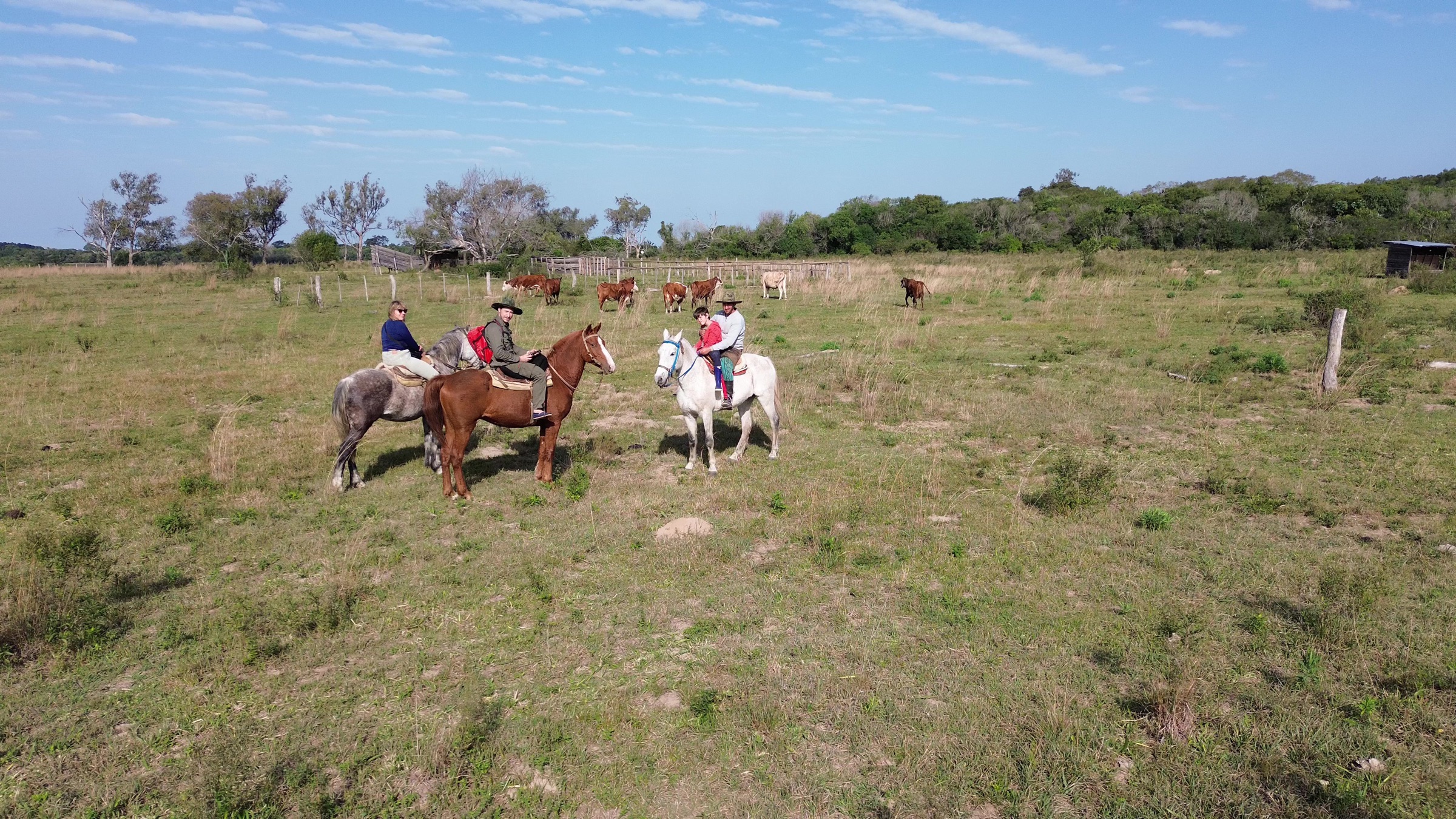 Three riders on horseback in open grassland in the Iberá Wetlands, cattle and treeline behind them