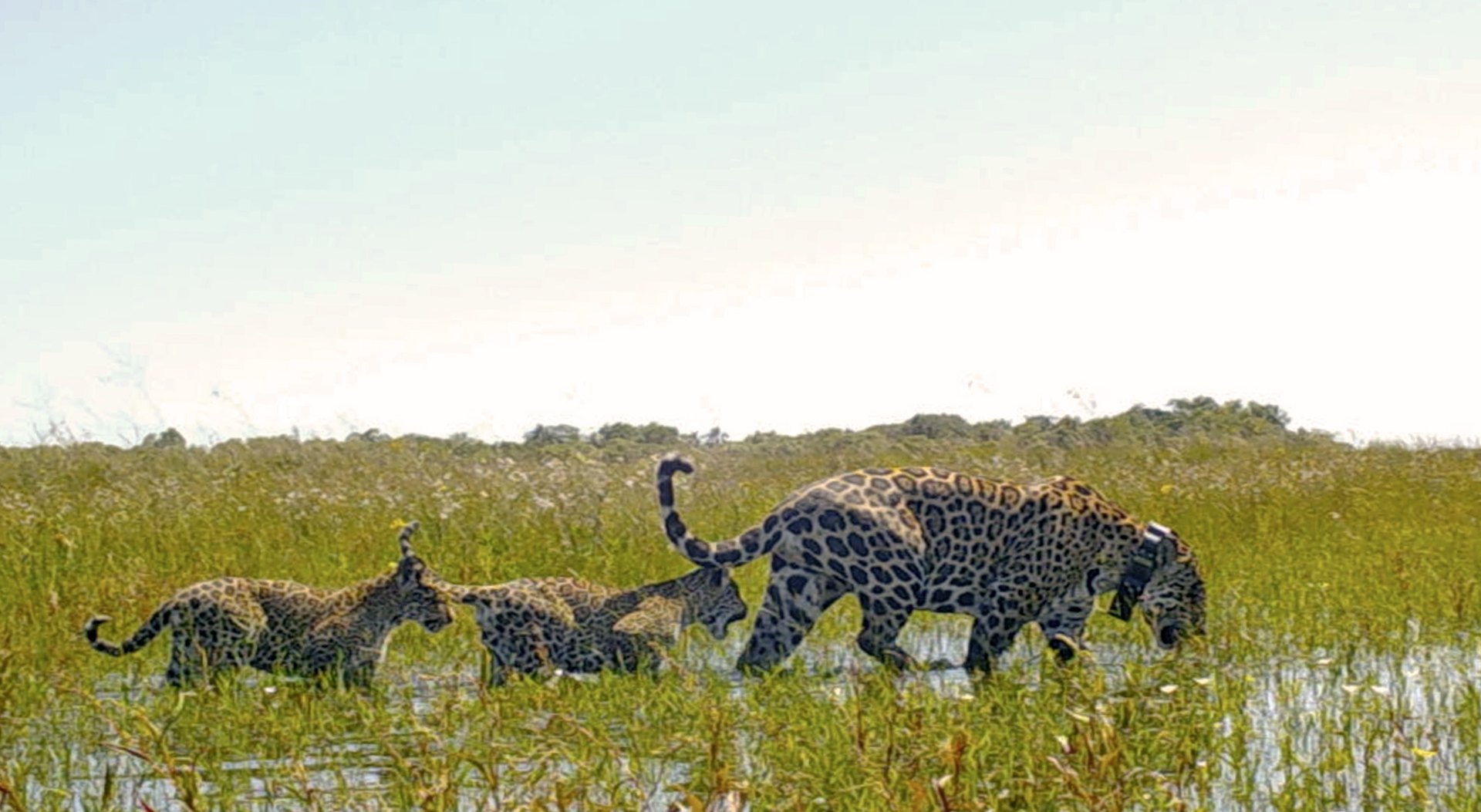 Can You Actually See a Jaguar in Iberá? Realistic Expectations (2026)