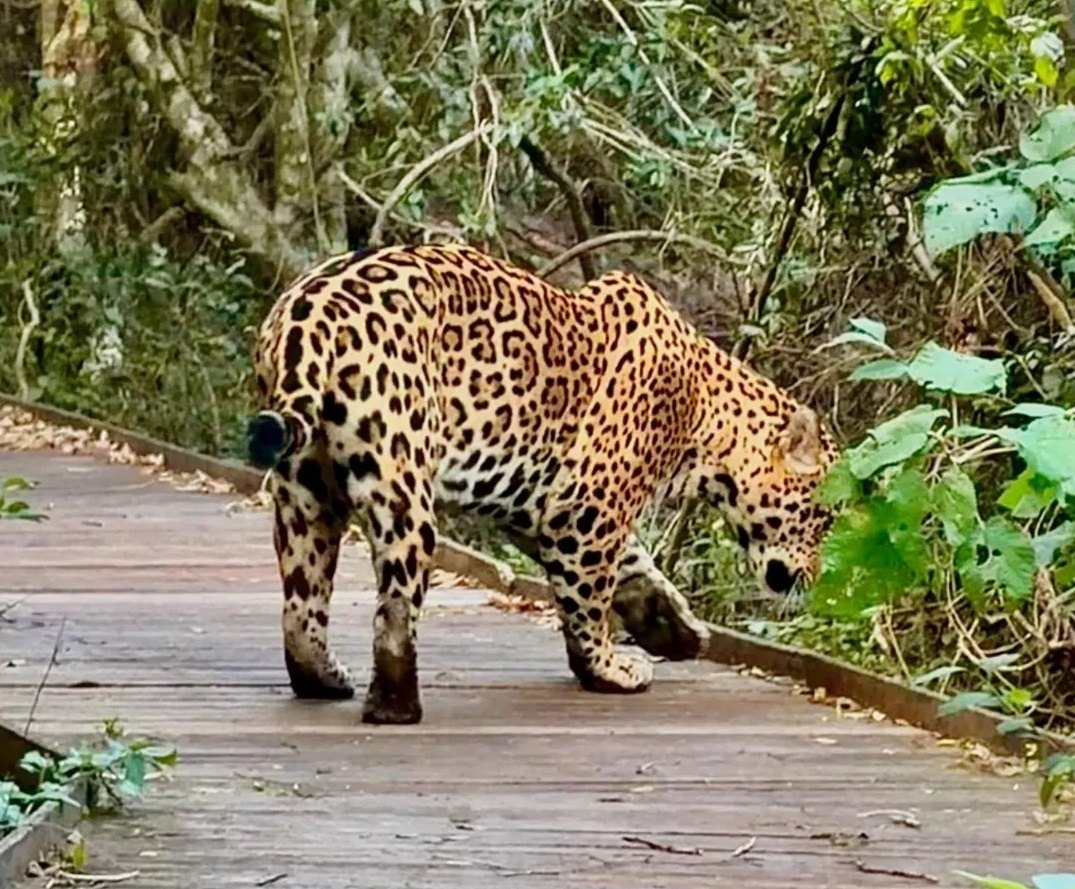 A wild jaguar walking along a wooden boardwalk in Iberá
