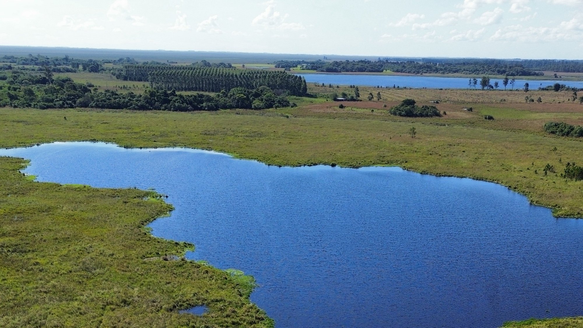 Birding the Iberá Wetlands: A Field Guide to the Grassland and Marsh Specialties