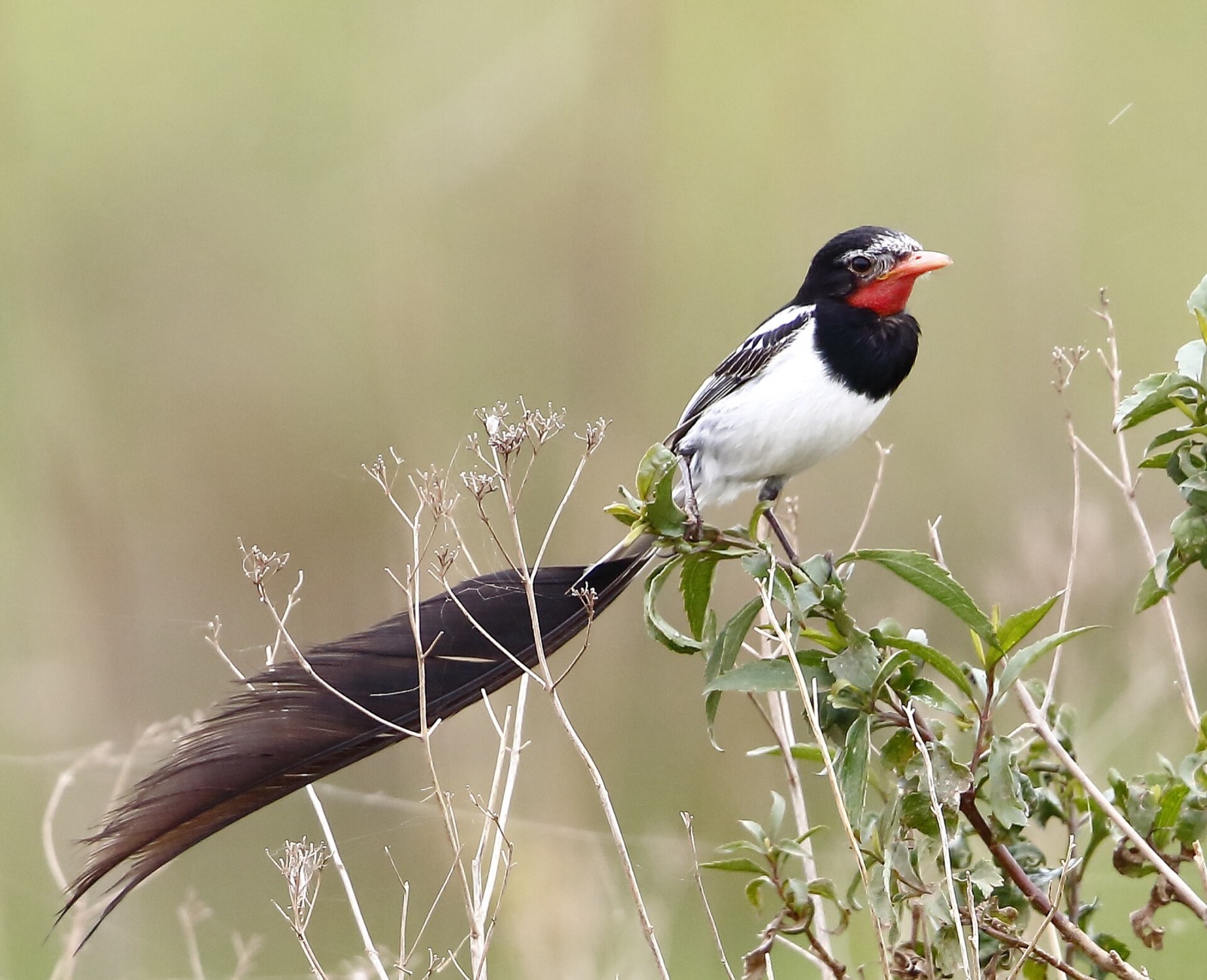 Male Strange-tailed Tyrant perched on a shrub, with a bare red throat and very long black tail feathers