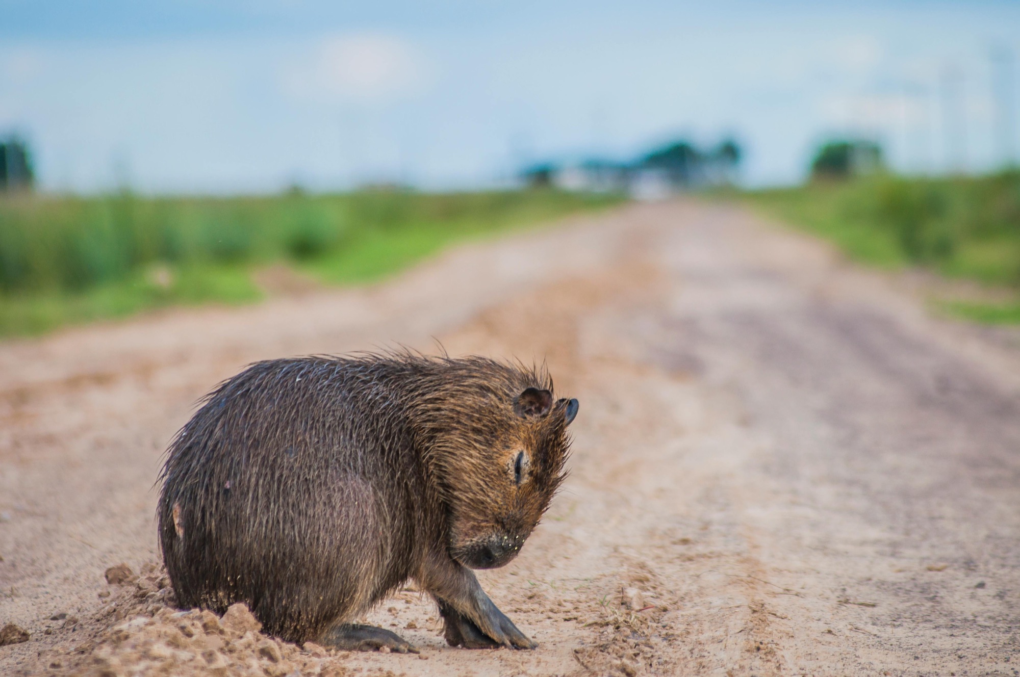 The Iberá Wetlands with Kids: A Family Guide