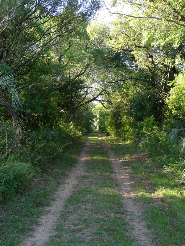 A two-track sandy path running through green woodland