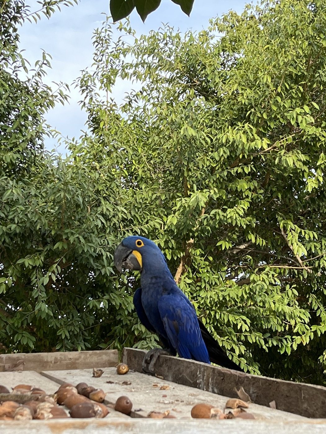A hyacinth macaw perched above a feeding station in the Pantanal