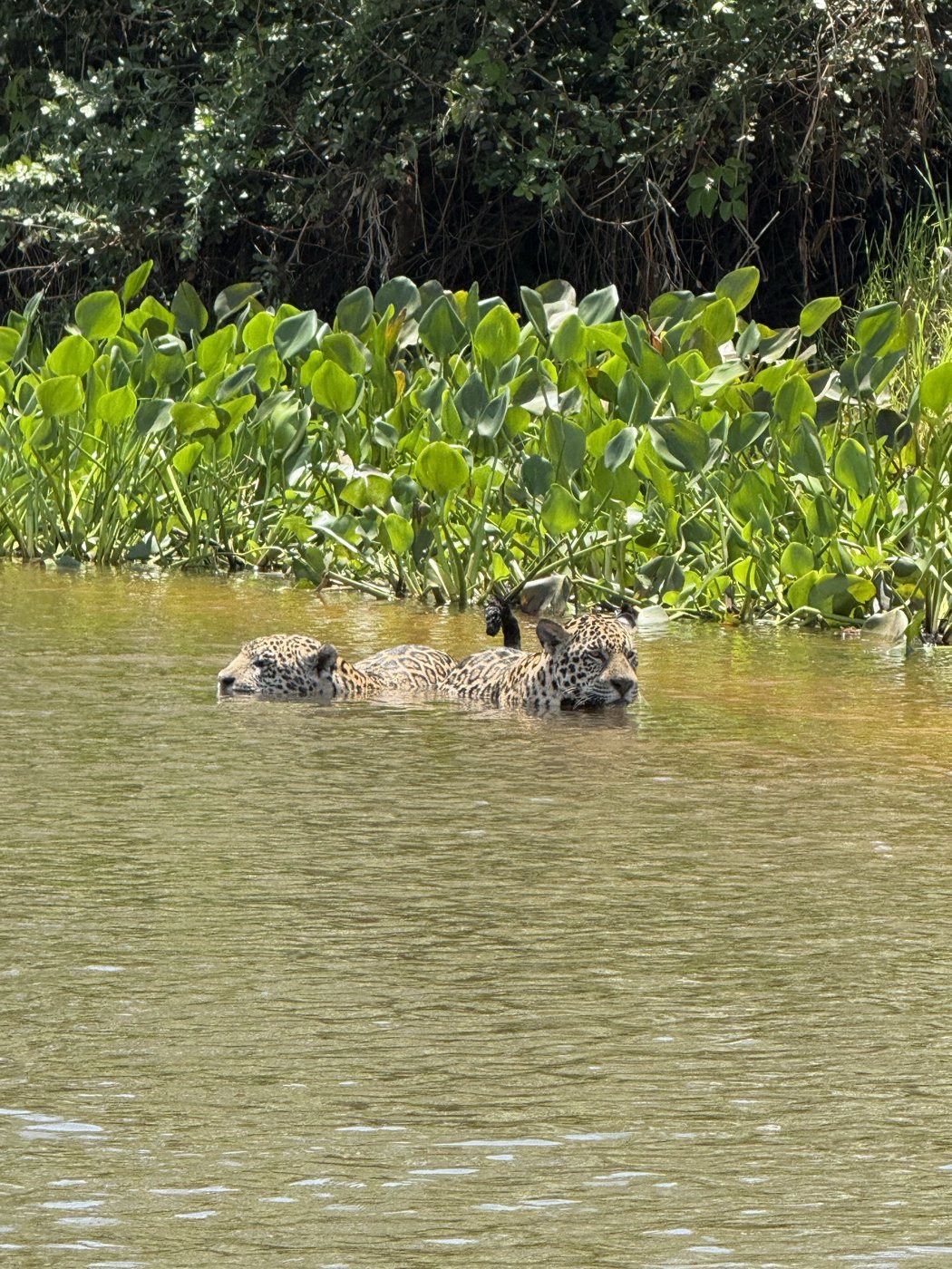 Ibera vs the Pantanal: Which Wetland Is Right for You (2026)