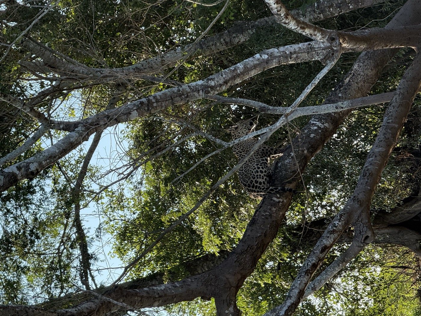 A wild jaguar resting in the branches of a riverside tree