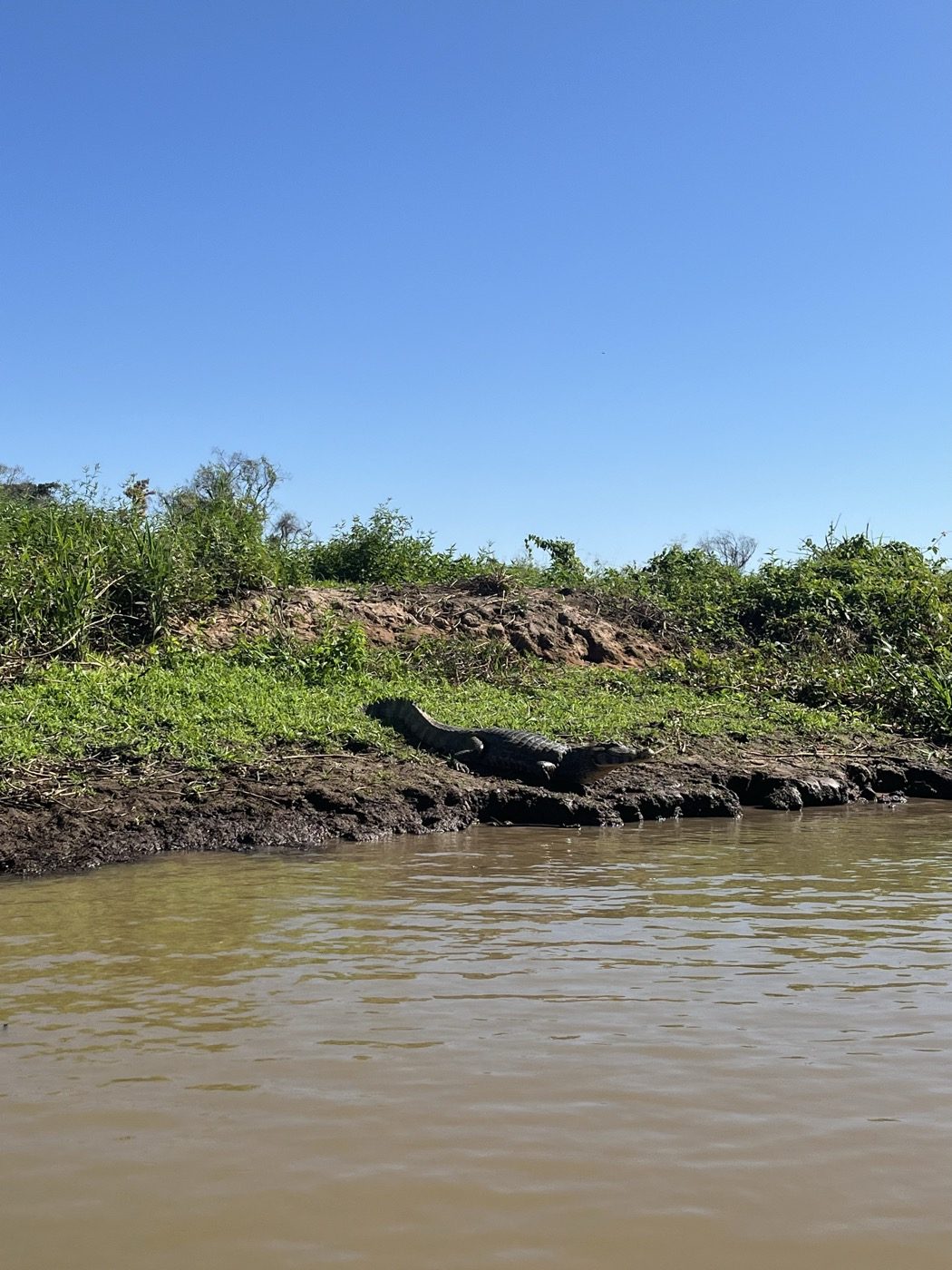 A caiman basking on a muddy riverbank in the Pantanal