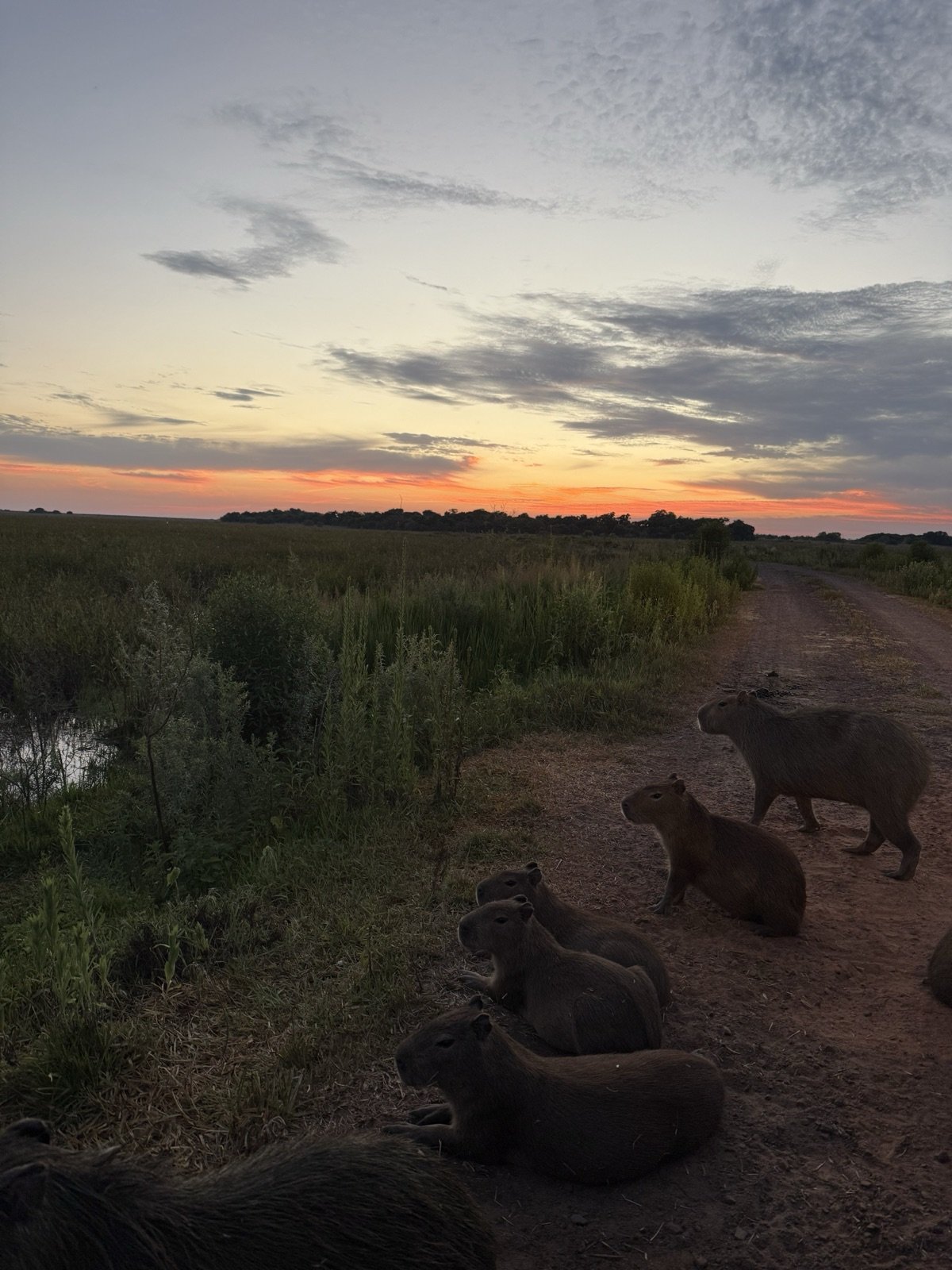 Carpinchos echados sobre un camino de tierra al atardecer, Esteros del Iberá