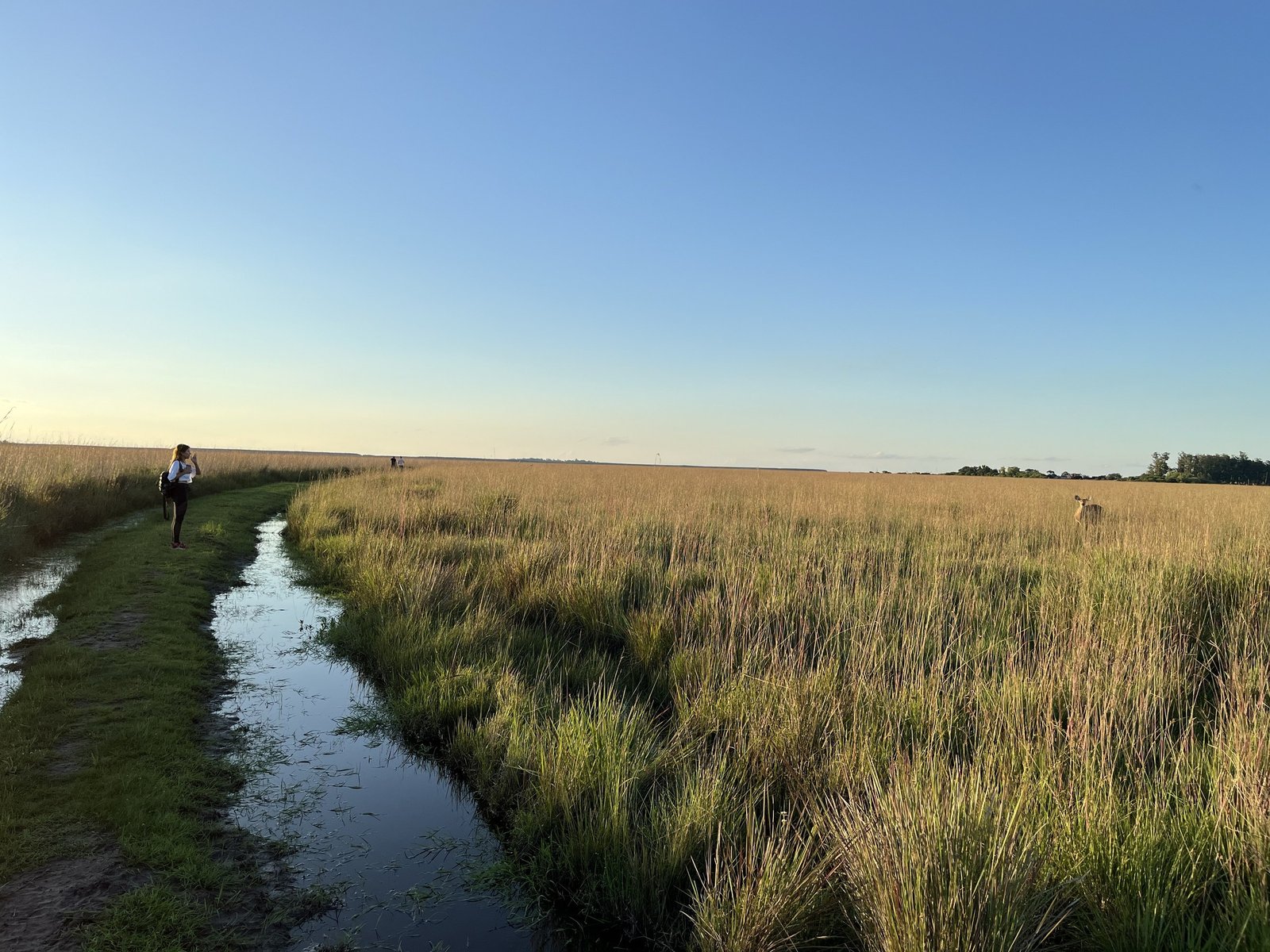 Cómo llegar a los Esteros del Iberá desde Corrientes y Posadas