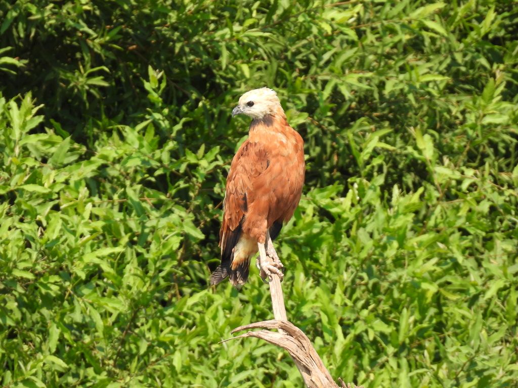 Black-collared Hawk