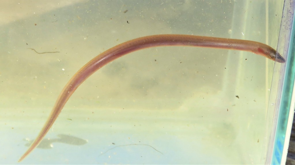 Marbled swamp eel