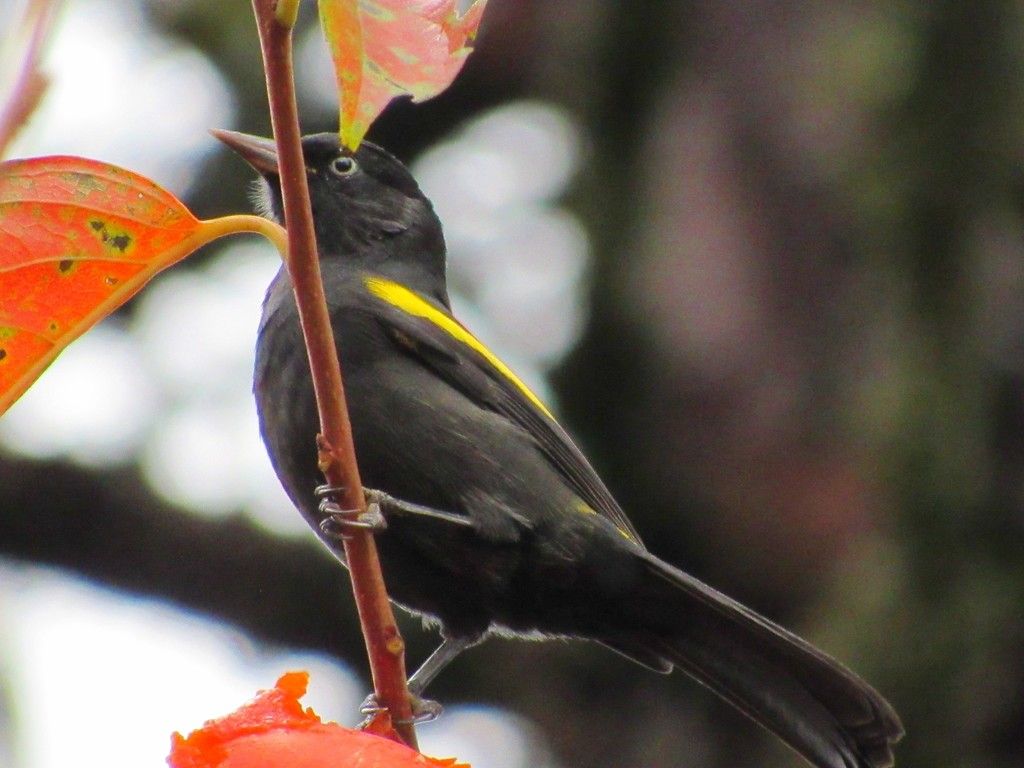 Golden-winged Cacique