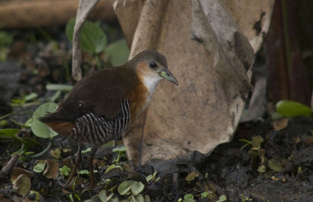Rufous-sided Crake
