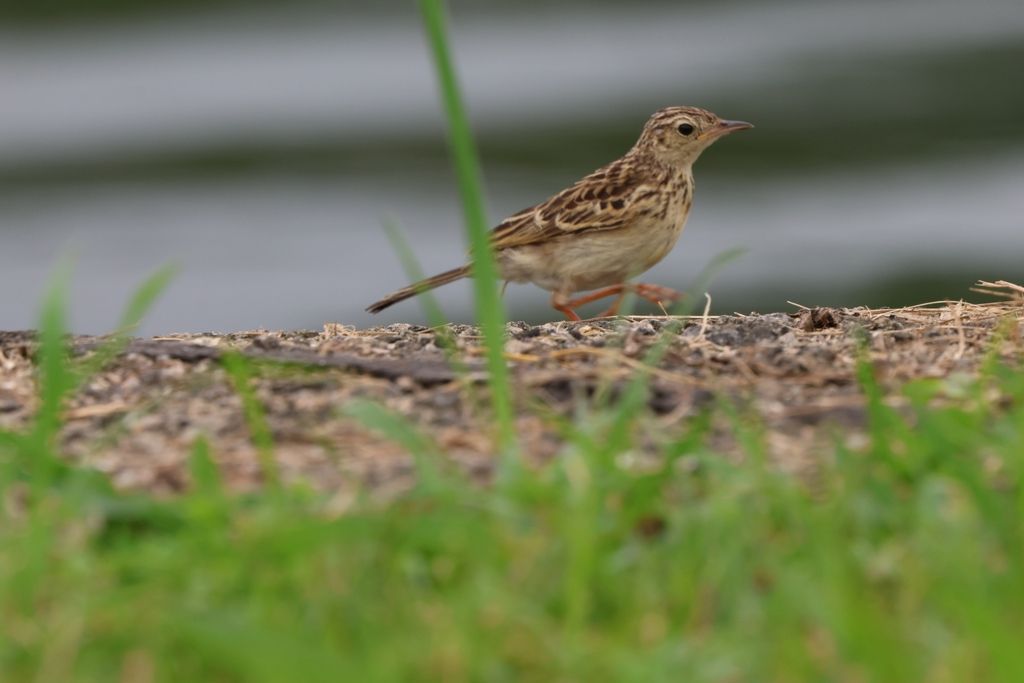 Yellowish Pipit