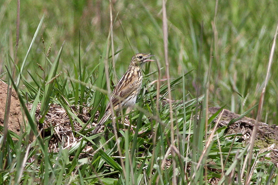 Cachirla dorada
