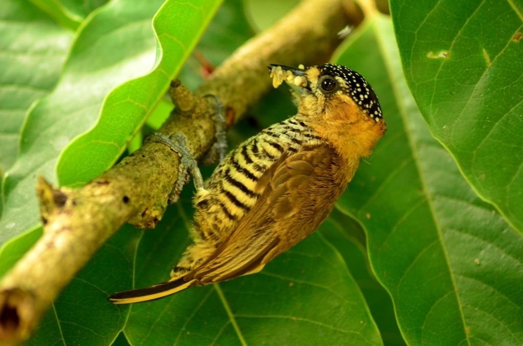 Ochre-collared Piculet