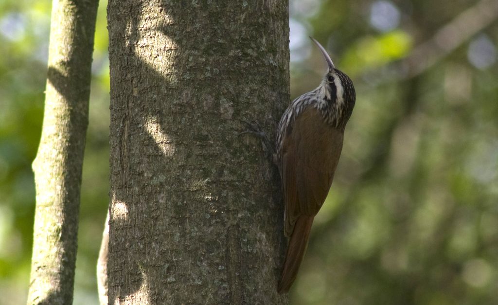 Narrow-billed Woodcreeper