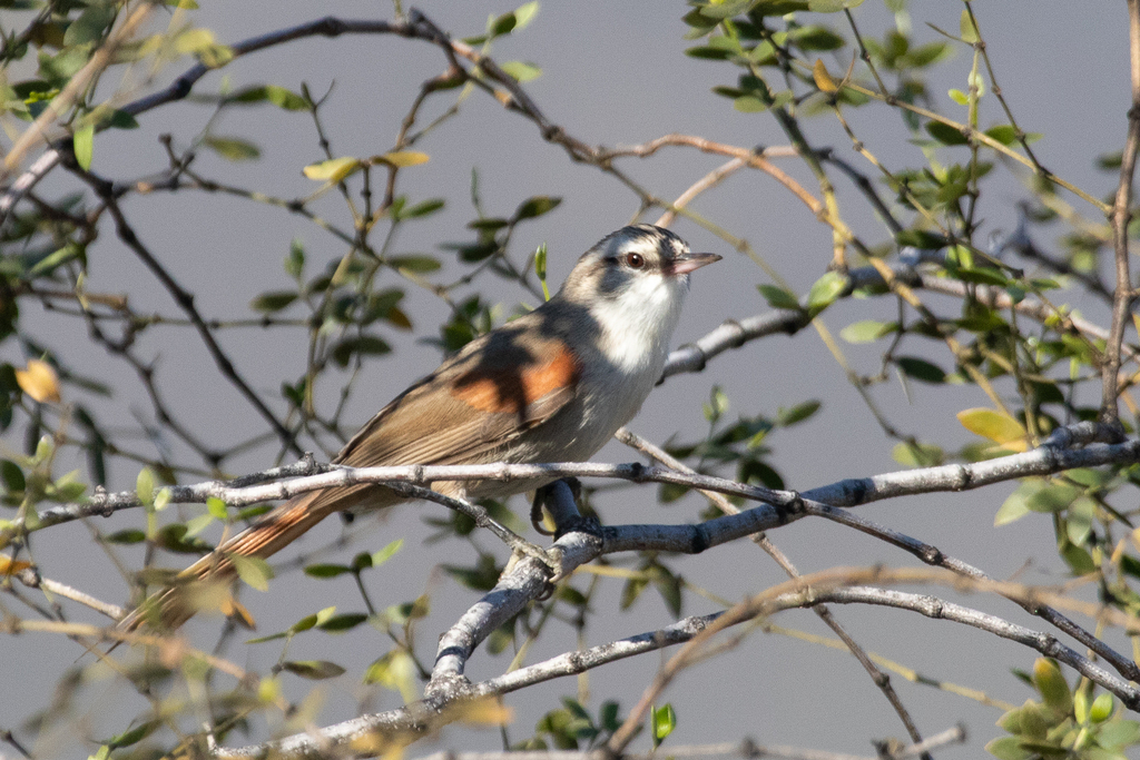Stripe-crowned Spinetail