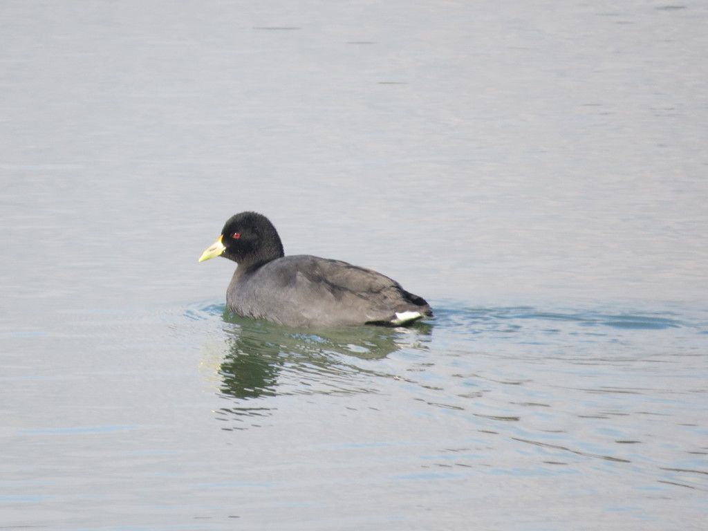 White-winged Coot