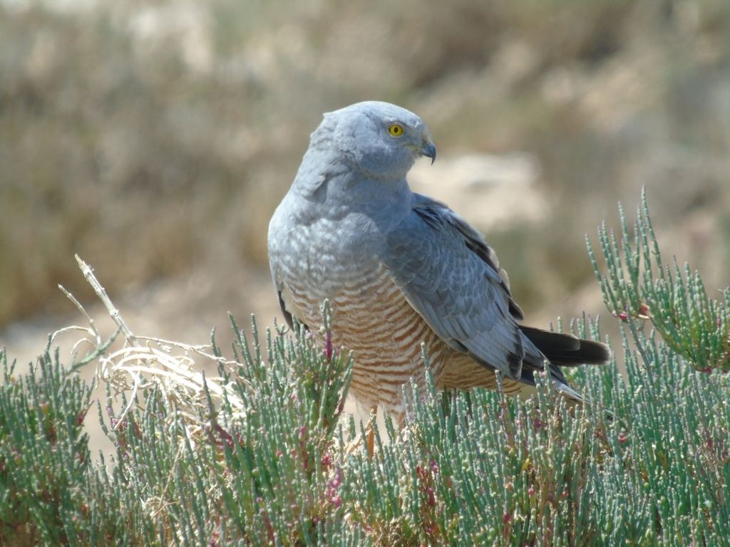 Cinereous Harrier