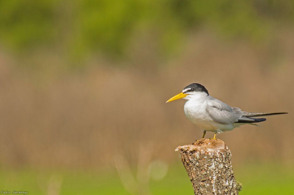 Yellow-billed Tern