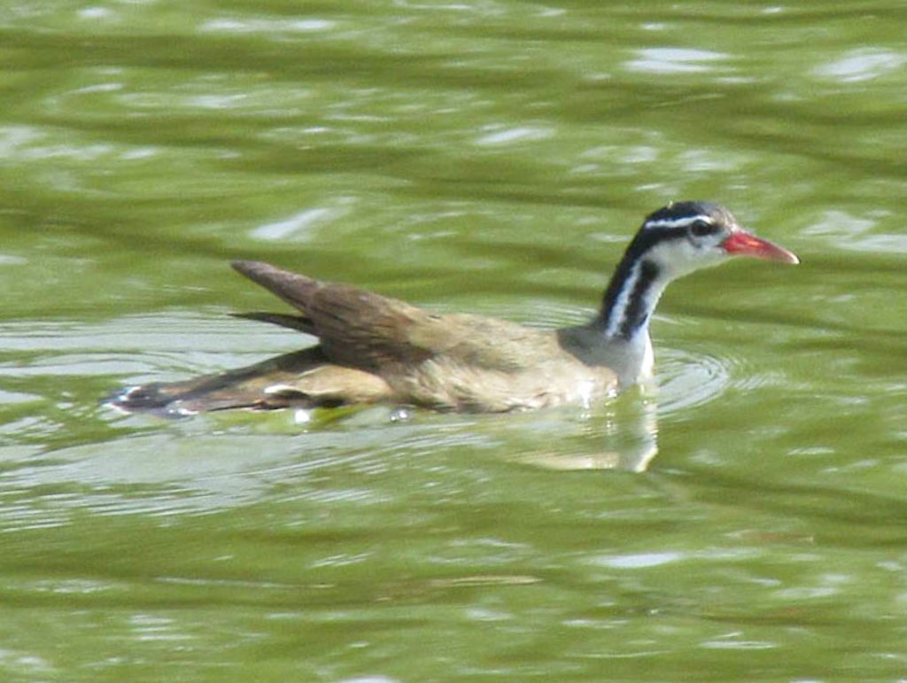 Sungrebe