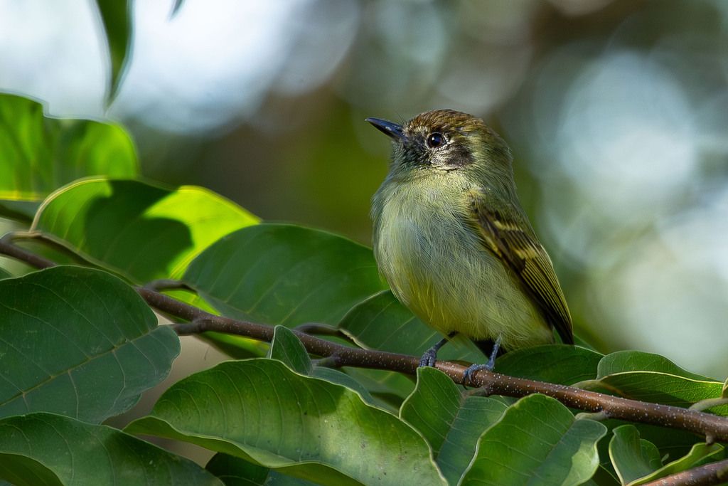 Sepia-capped Flycatcher