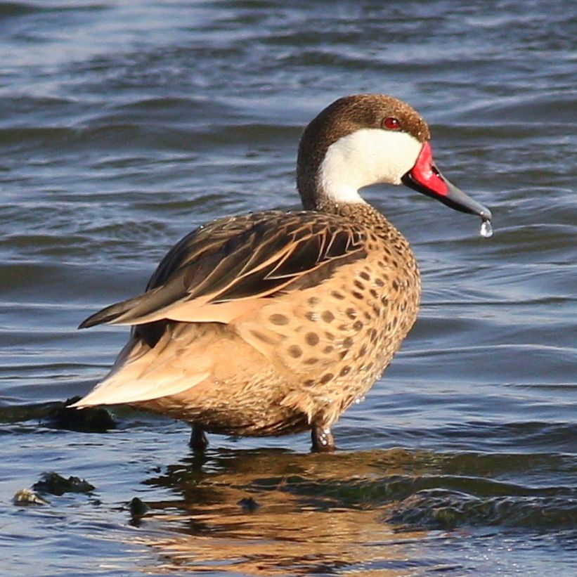 White-cheeked Pintail