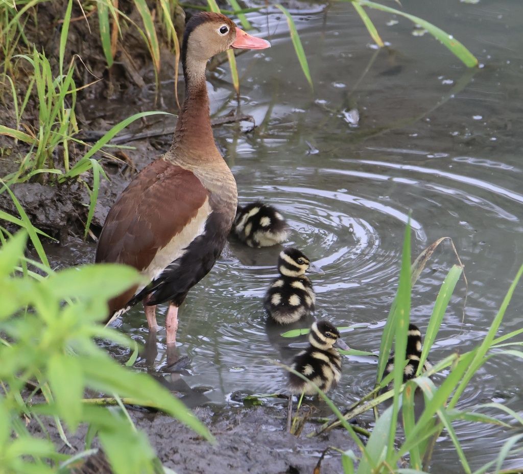 Black-bellied Whistling-Duck