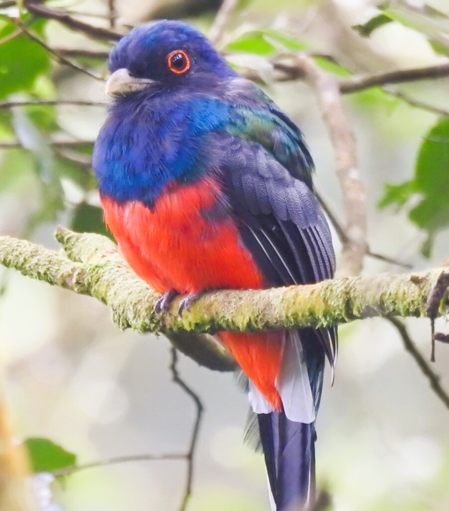Surucua Trogon