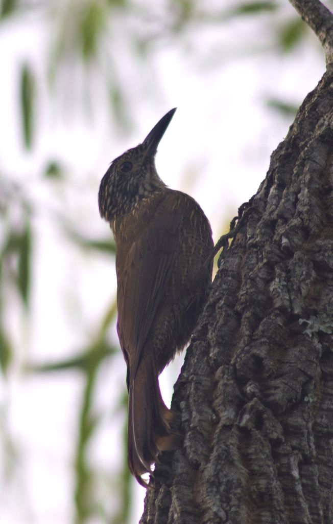 Planalto Woodcreeper