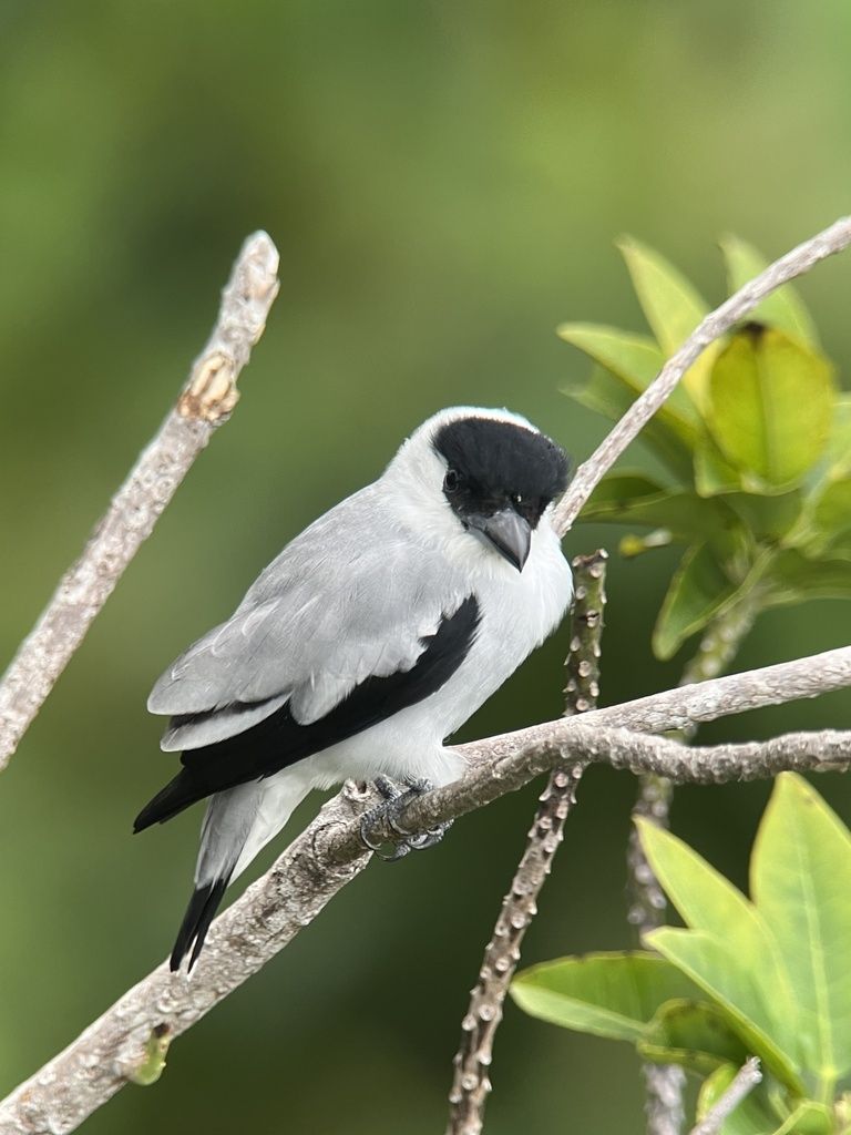Black-crowned Tityra