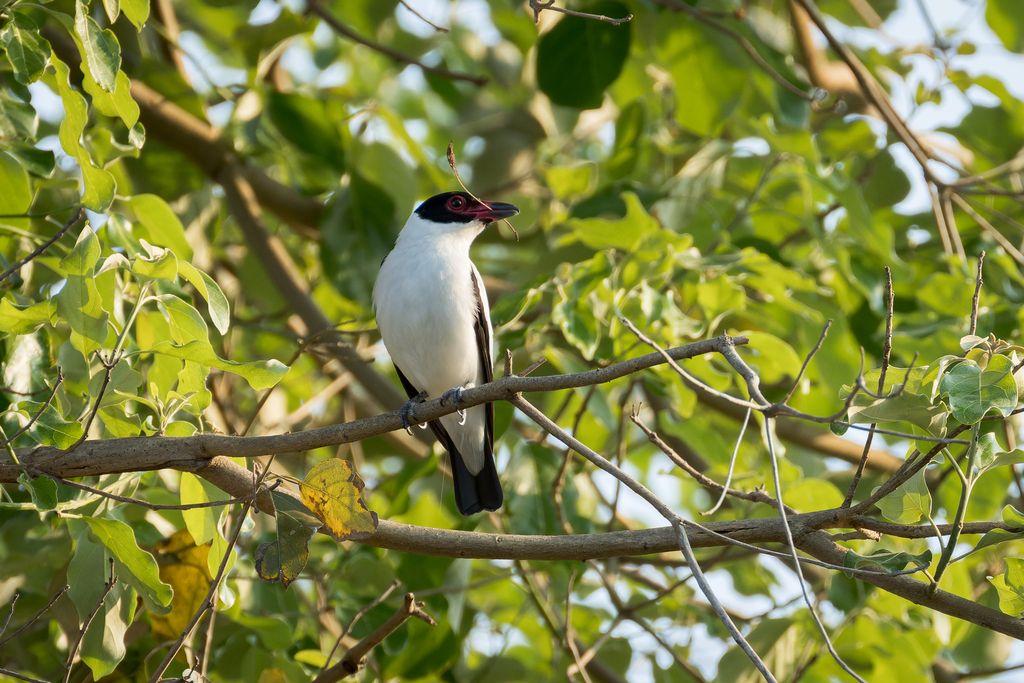 Black-tailed Tityra