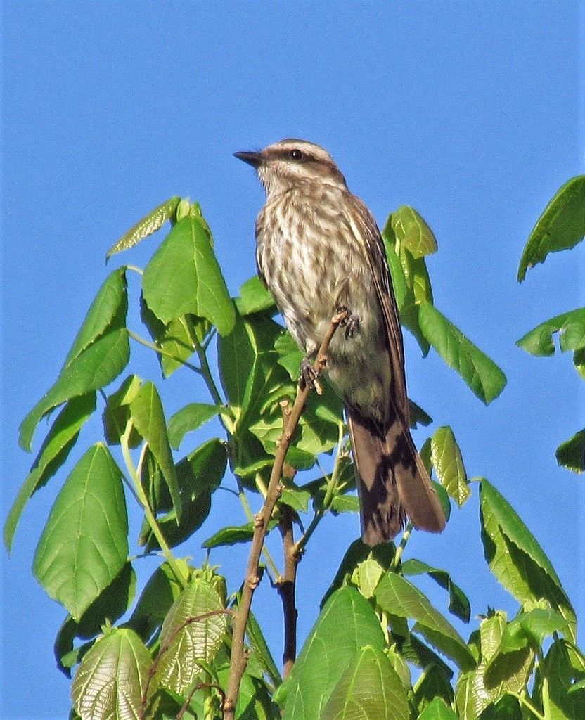 Piratic Flycatcher