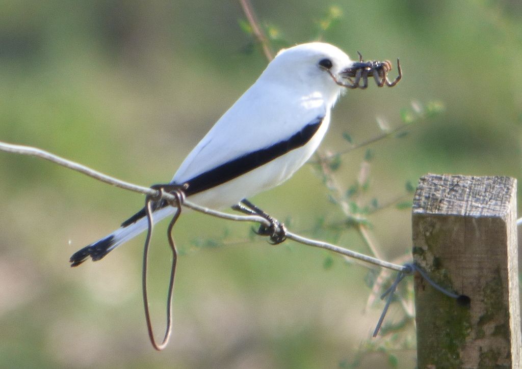 White Monjita
