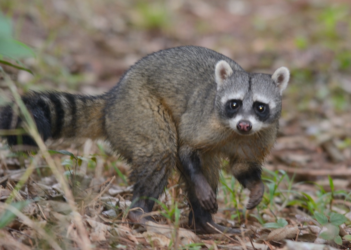 Aguará popé (osito lavador) (Procyon cancrivorus)