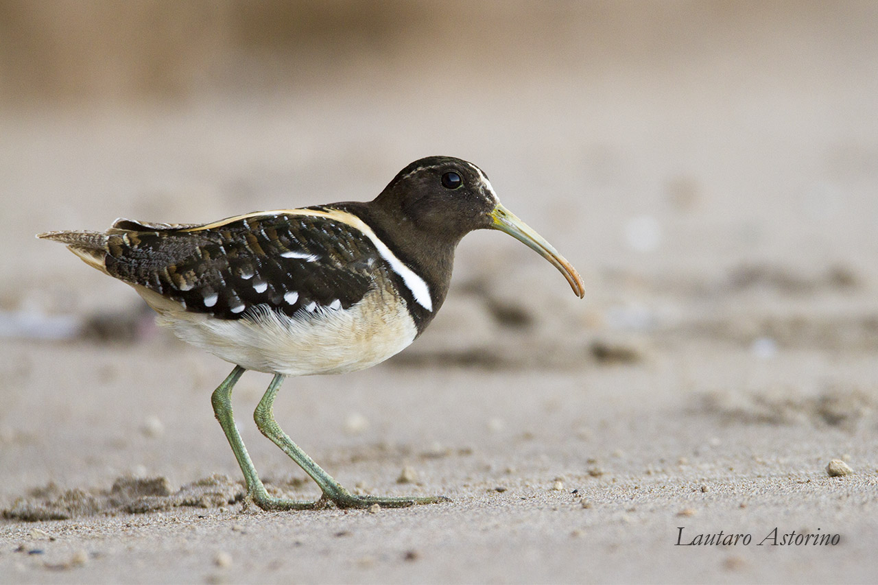 Tero real (Himantopus melanurus)