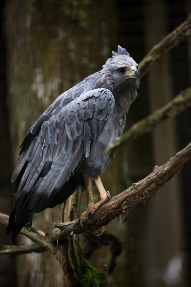 Águila coronada (Buteogallus coronatus)