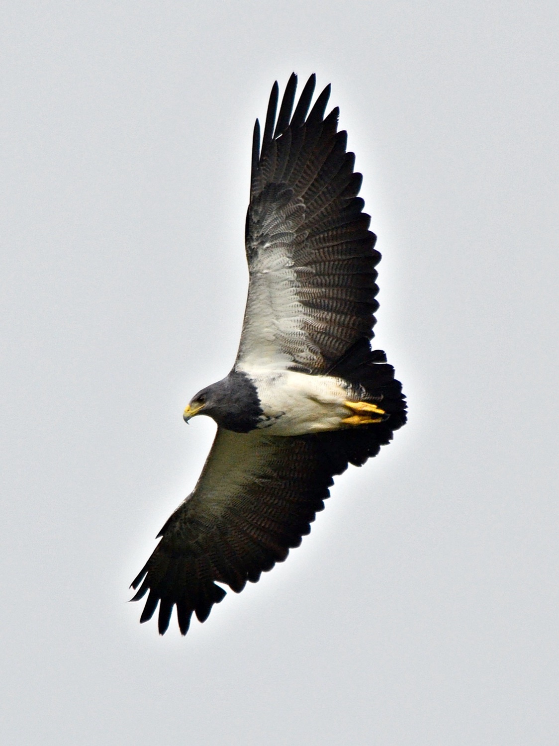 Águila mora (Geranoaetus melanoleucus)