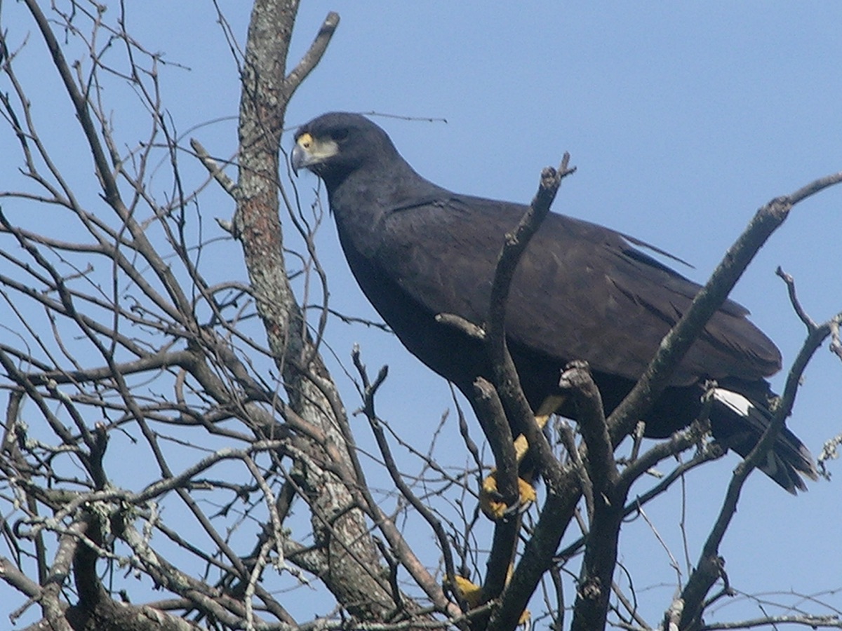 Águila negra (Buteogallus urubitinga)