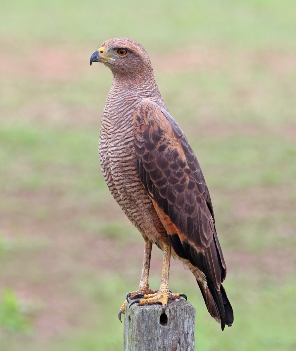 Aguilucho colorado (Buteogallus meridionalis)