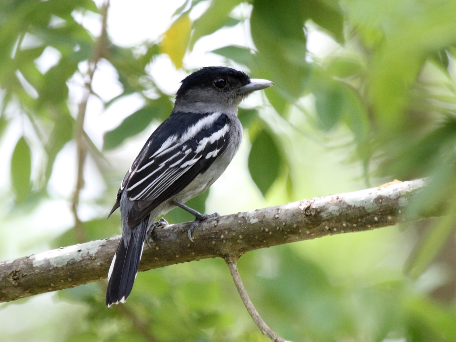 Tueré grande (Tityra cayana)