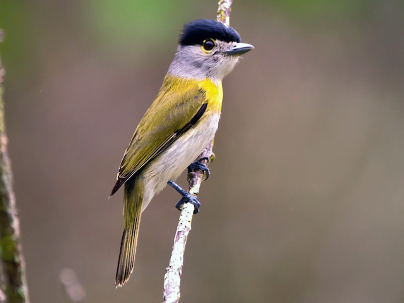Anambé verdoso (Pachyramphus viridis)