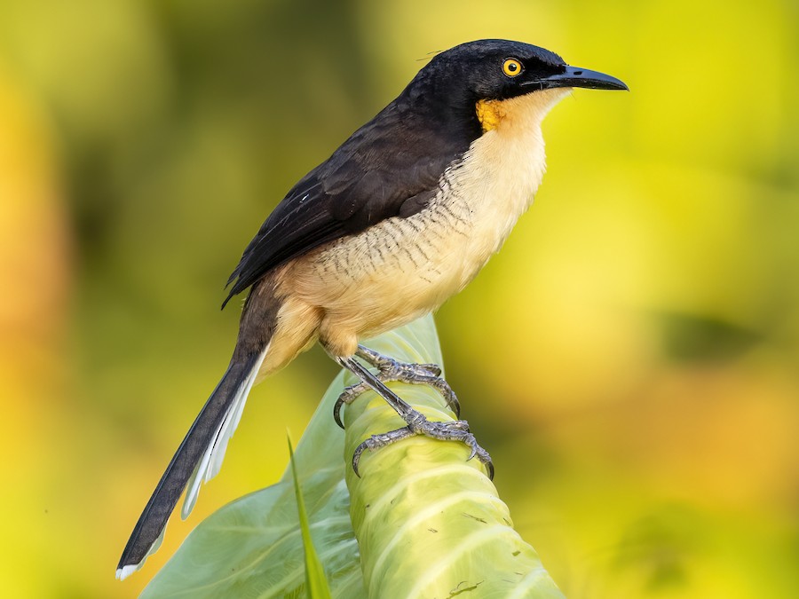 Angú (Donacobius atricapilla)