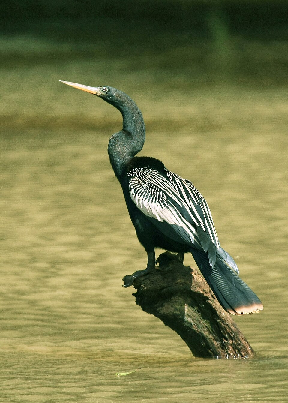 Aninga (Anhinga anhinga) en los Esteros del Iberá