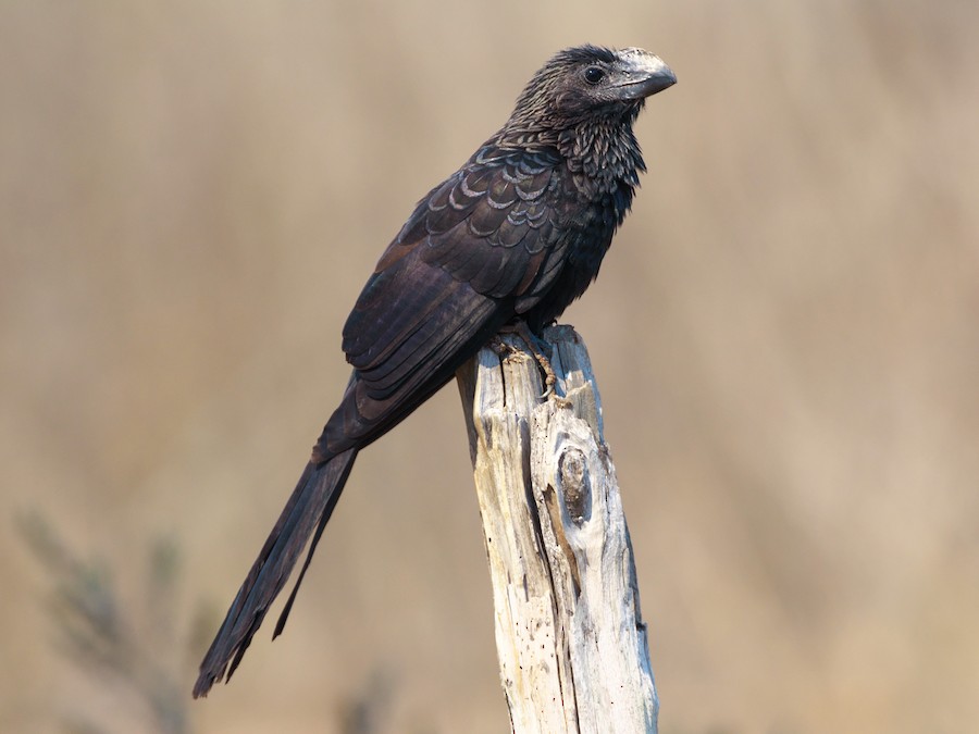 Ano chico (Crotophaga ani)